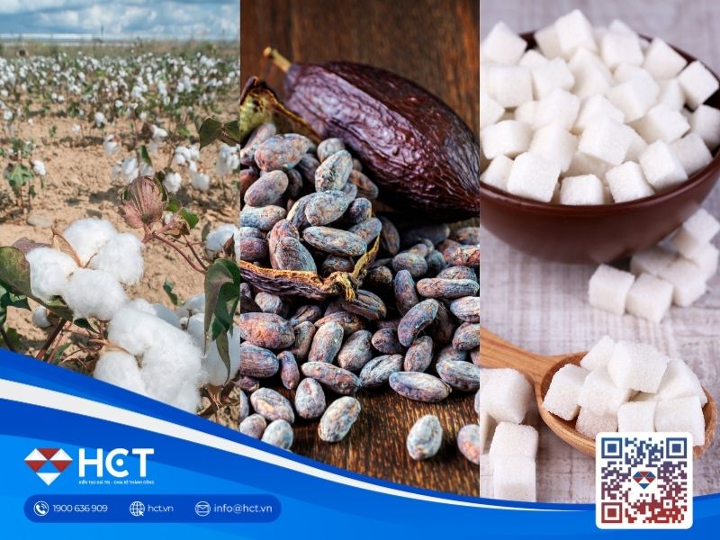 Nguyên liệu 22/7: Bông Mỹ tiếp tục khát mưa, Ca cao dự báo dư cung giảm, Đường thô phân hóa