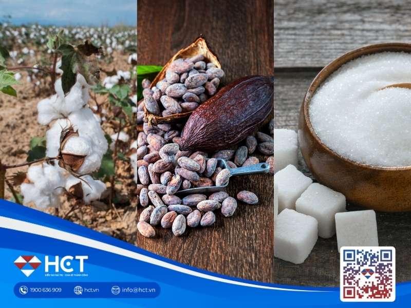 Nguyên liệu 27/7: Giá Bông chịu sức ép từ USD, Ca cao lo rủi ro El Niño, Đường thô chờ tin EU