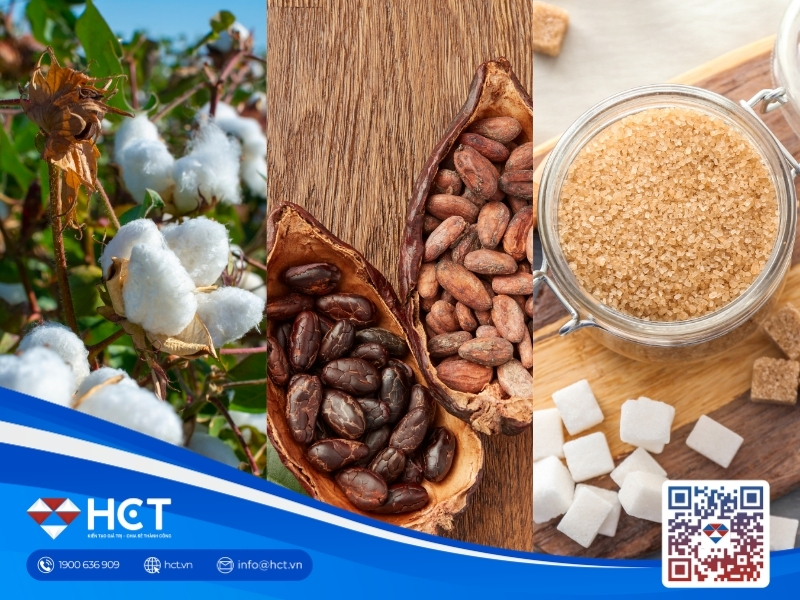 Nguyên liệu 29/7: StoneX dự báo Đường thâm hụt 1,7 triệu tấn, Bông Mỹ và Ca cao phân hóa