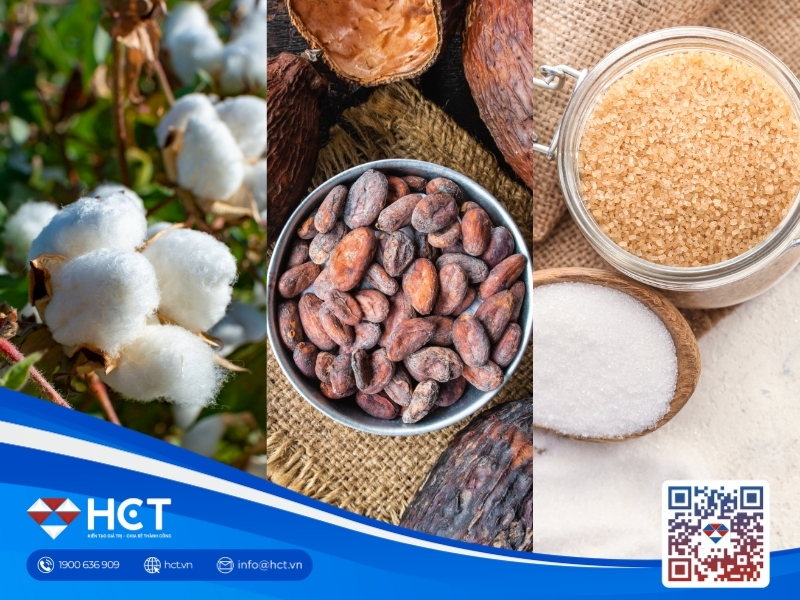 Nguyên liệu 31/7: Bông Mỹ được tiếp sức từ Fed, Ca cao Ghana lo giảm cung, Đường thô phân hóa
