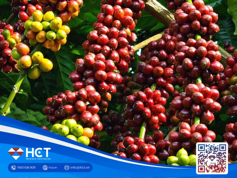 Giá cà phê 31/07: Tồn kho Arabica lao dốc, xuất khẩu cà phê Brazil giảm mạnh trong nửa đầu năm