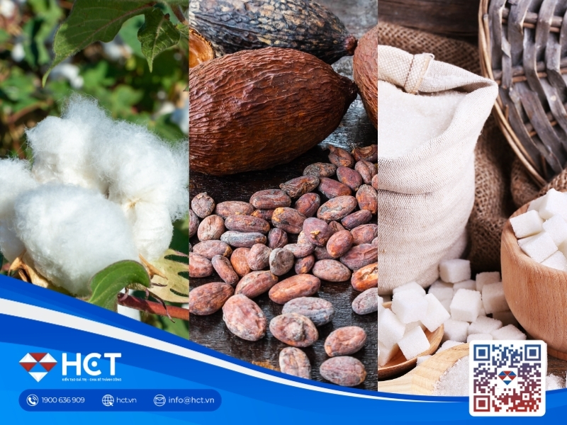 Nguyên liệu 3/8: Bông Mỹ vọt tăng nhờ xuất khẩu, Ca cao Ghana giảm cung, Đường chờ tin Ấn Độ