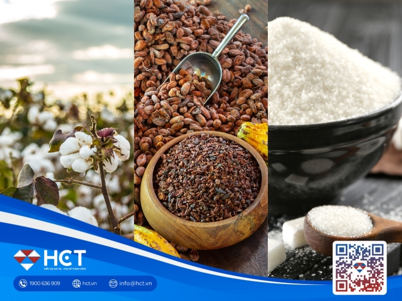Nguyên liệu 5/8: Tỷ lệ Bông Mỹ tốt giảm còn 42%, Ca cao lo giảm cung, Đường thô chịu rủi ro thời tiết