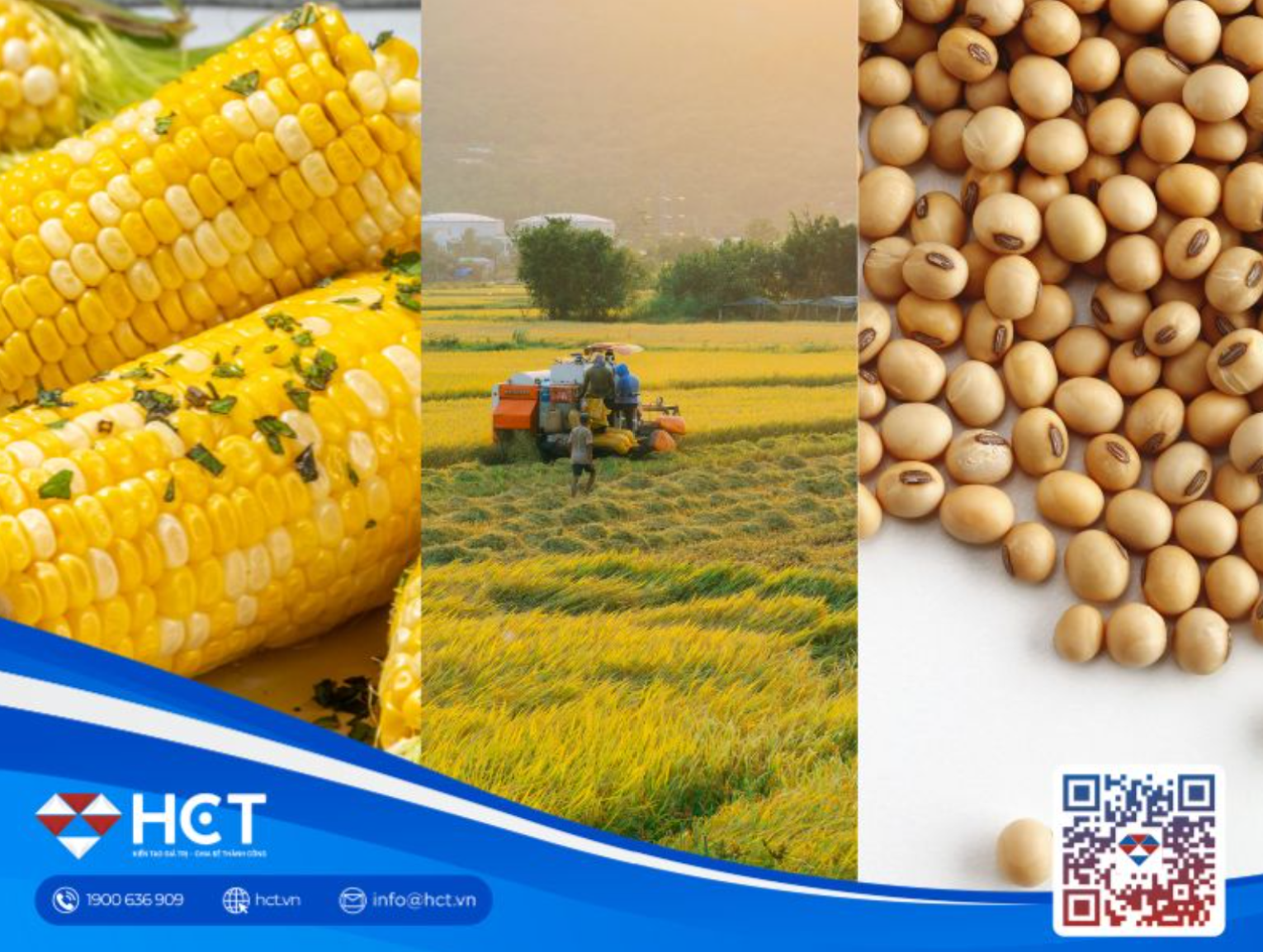 Giá ngũ cốc CBOT biến động trước rủi ro Biển Đen và kỳ vọng xuất khẩu nông sản