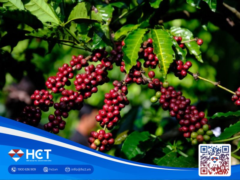 Giá cà phê 06/08: Cà phê Arabica được hỗ trợ khi nông dân Brazil hạn chế bán ra, tồn kho ICE tiếp tục giảm
