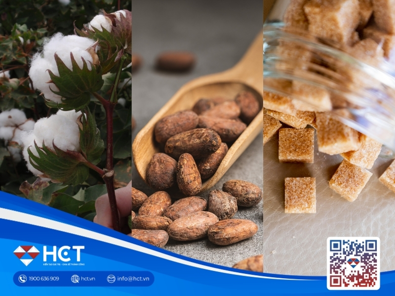 Nguyên liệu 10/8: Giá Bông giằng co kỹ thuật, Ca cao Cameroon giảm 20%, Đường Ấn Độ tăng tốc