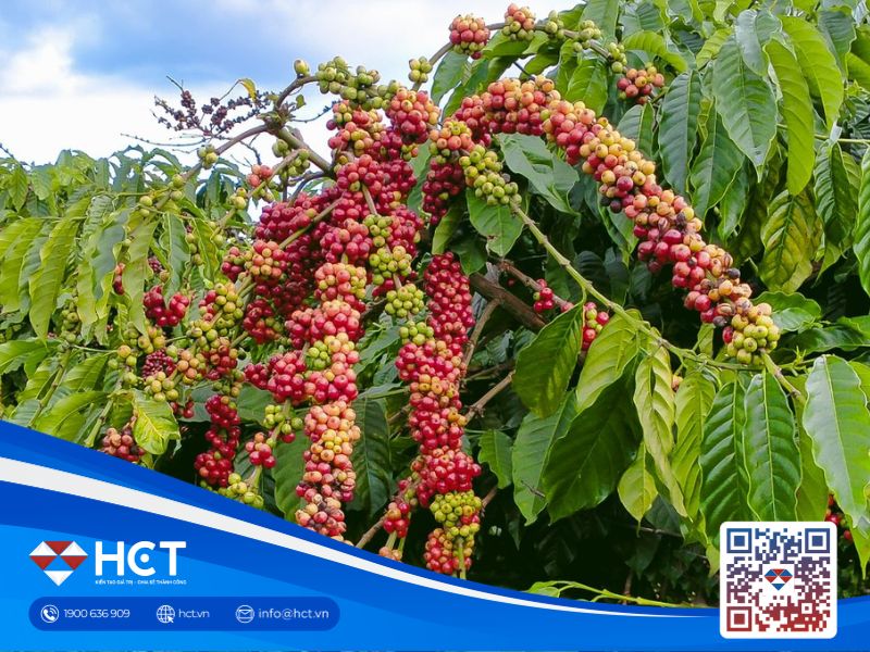 Giá cà phê 11/08 đối mặt áp lực nhu cầu, tồn kho Arabica ICE xuống mức thấp nhất gần 3 năm