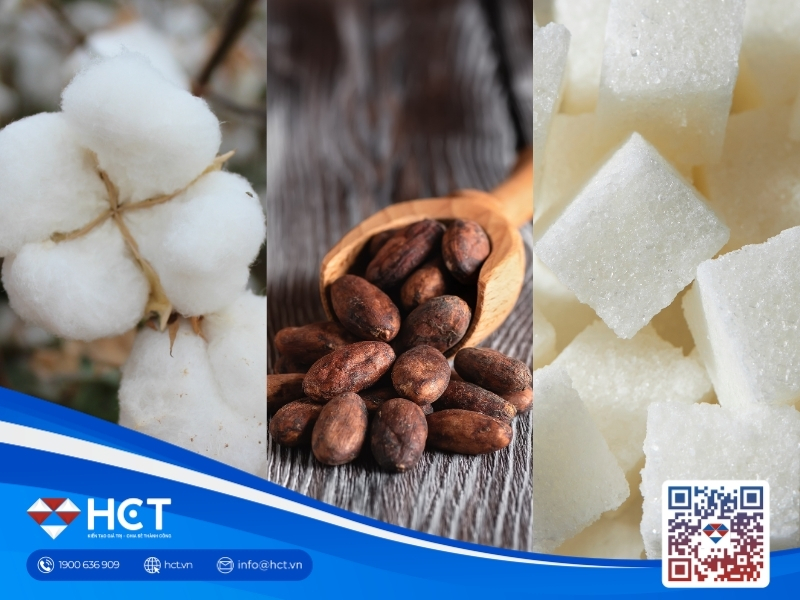 Nguyên liệu 11/8: Bông Mỹ vượt mốc 84,3 cent, Ca cao Bờ Biển Ngà lo thời tiết, Đường thô bớt cung