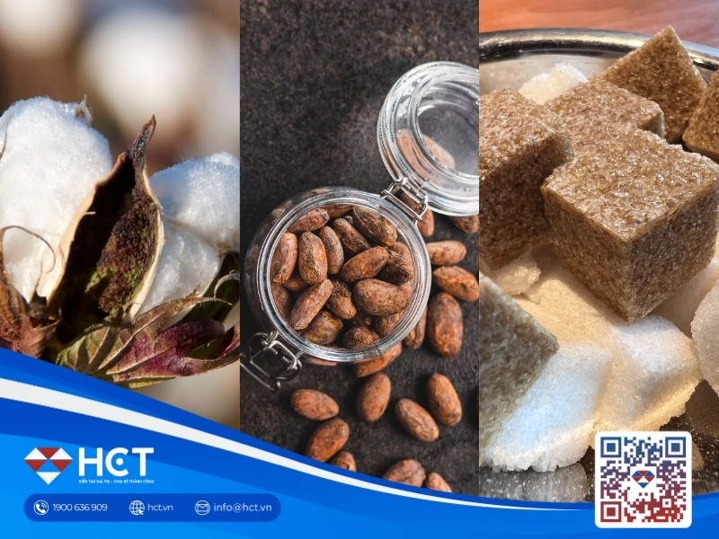 Nguyên liệu 12/8: Tỷ lệ Bông Mỹ tốt chỉ còn 40%, Ca cao lập đỉnh, Đường thô siết ethanol