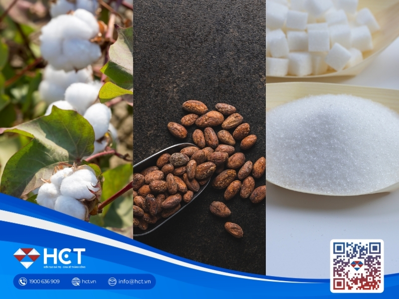 Nguyên liệu 13/8: WASDE chốt sản lượng Bông Mỹ, Ca cao vọt tồn kho, Đường thô sụt xuất khẩu
