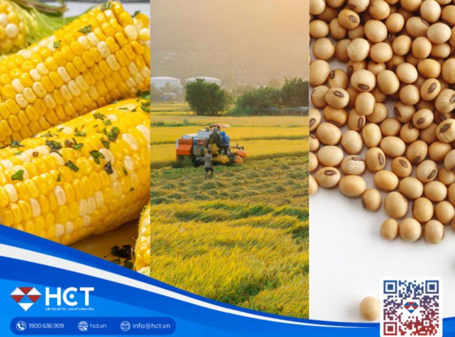 Giá lúa mì, đậu tương và ngô biến động trước triển vọng nguồn cung ngày 14/08/2026