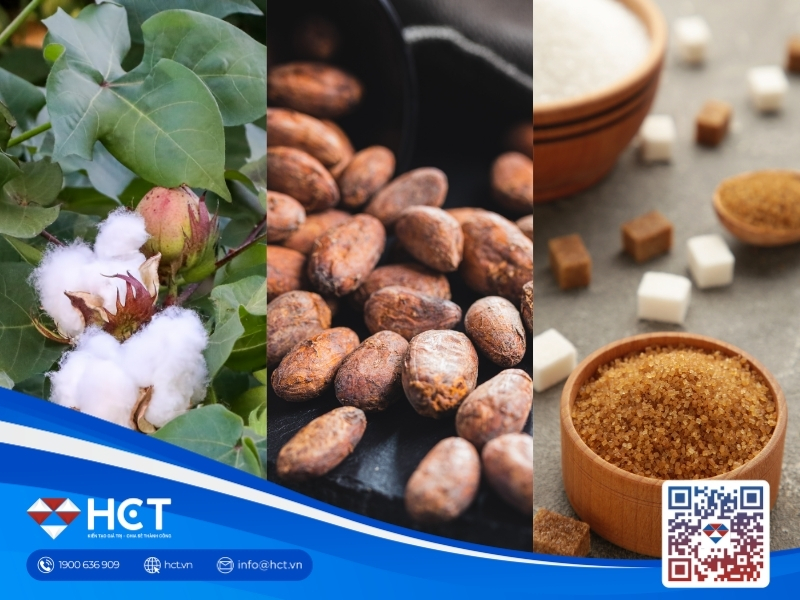 Nguyên liệu 17/8: Bông Mỹ bứt phá, Ca cao nghiền tăng 53%, Đường lo El Niño