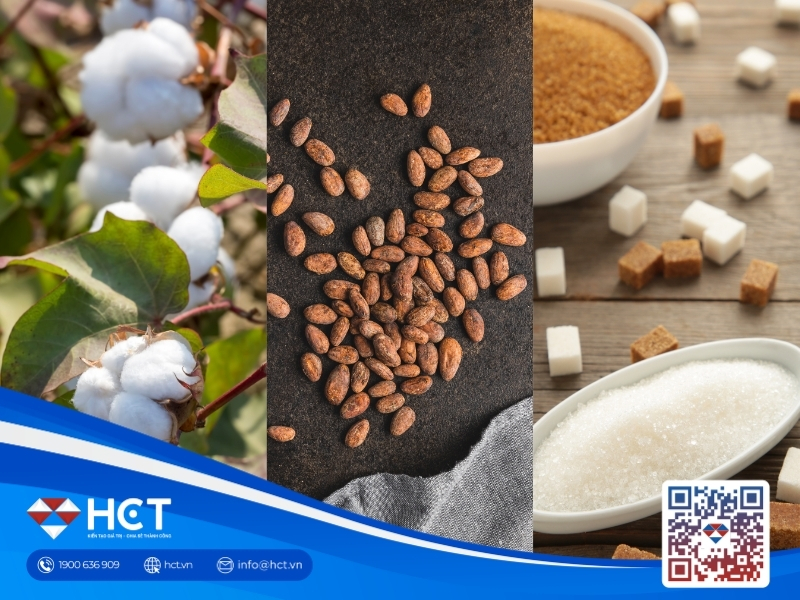 Nguyên liệu 18/8: Bông Mỹ củng cố đà tăng, Ca cao Ghana dự báo giảm sâu, Đường thô chờ tin ép mía