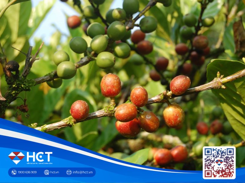 Giá cà phê 18/08: Cà phê Arabica chịu áp lực giảm giá, tồn kho ICE chạm đáy gần 3 năm