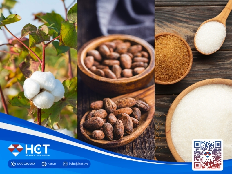 Nguyên liệu 19/8: Giá Bông tăng do lo nguồn cung, Ca cao giảm thặng dư, Đường thô lo ngại ethanol
