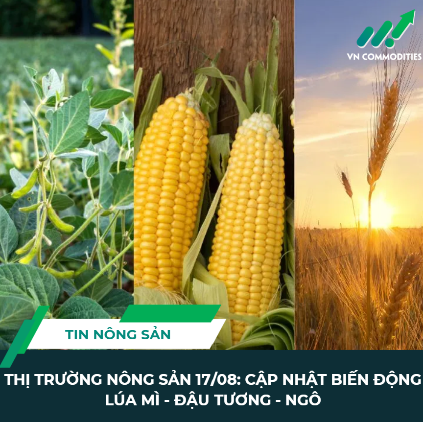 Giá lúa Mì, đậu tương và ngô 20/08/2026: Biển đen gián đoạn, Pro Farmer hạ năng suất