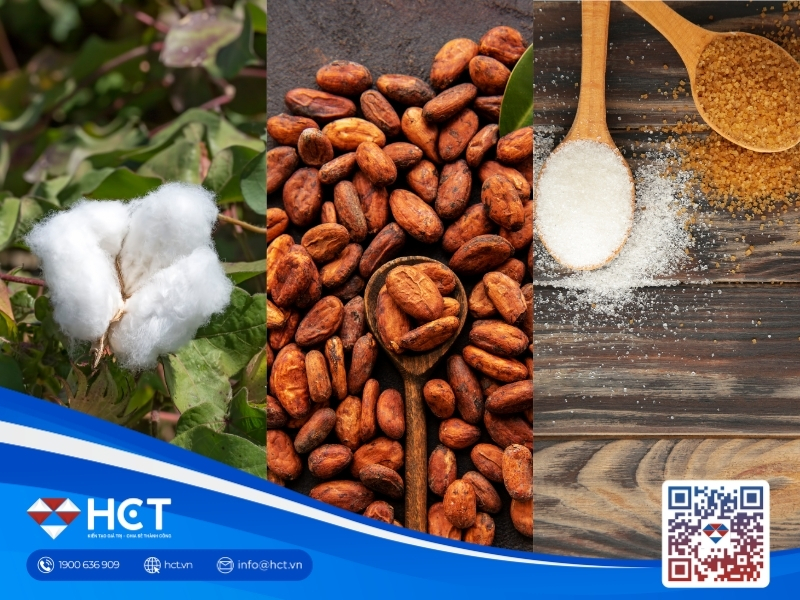 Nguyên liệu 20/8: Ca cao tăng tồn kho ICE, đường thô nhận hỗ trợ