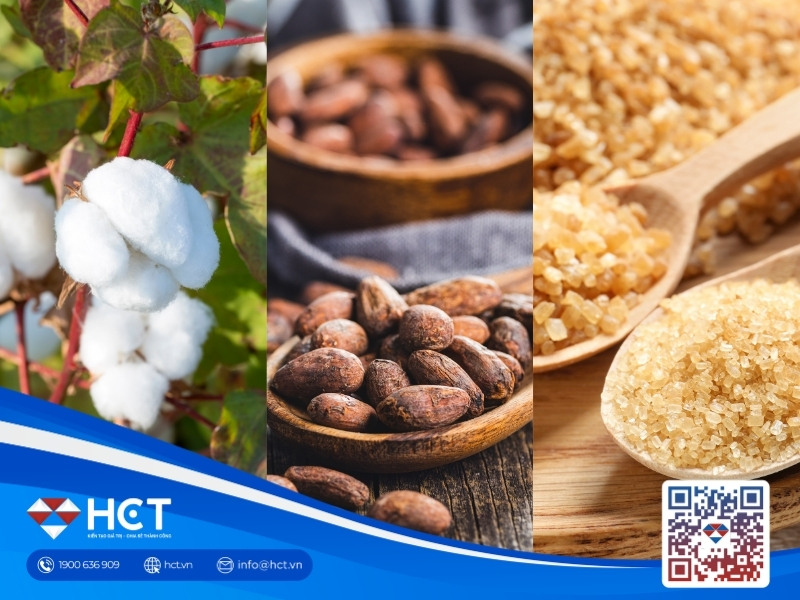 Nguyên liệu 21/8: Bông Mỹ nối đà tăng giá, Đường thô chờ tin nhập khẩu