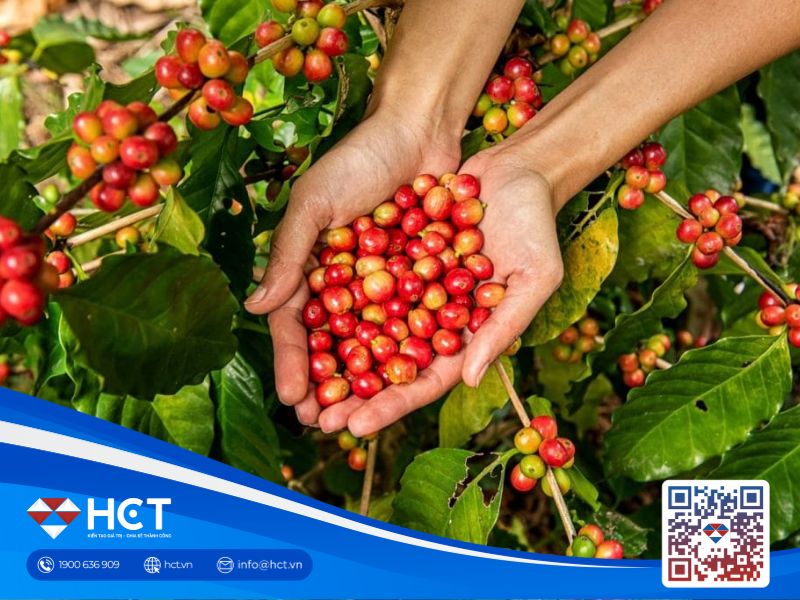 Giá cà phê 21/08: Nguồn cung Robusta phân hóa, vụ mùa Việt Nam được theo sát giữa rủi ro thời tiết