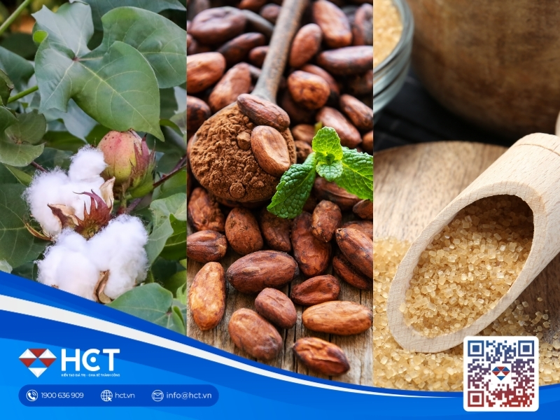 Nguyên liệu 24/8: Bông Mỹ nối đà tăng giá, Ca cao Ghana giảm 13%, Đường Brazil hạ dự báo