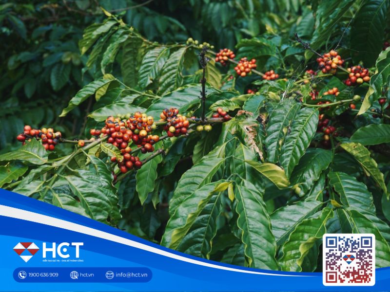 Giá cà phê 24/08: Robusta đối mặt áp lực tồn kho, El Niño đe dọa nguồn cung châu Á