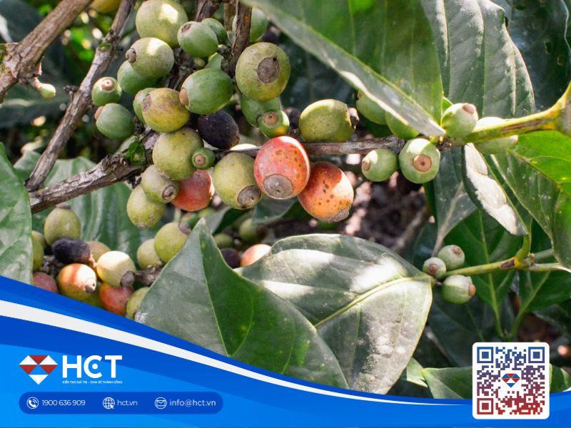 Giá cà phê 25/08: Tồn kho Arabica tiếp tục lao dốc, nguồn cung vật chất ngắn hạn bị siết chặt