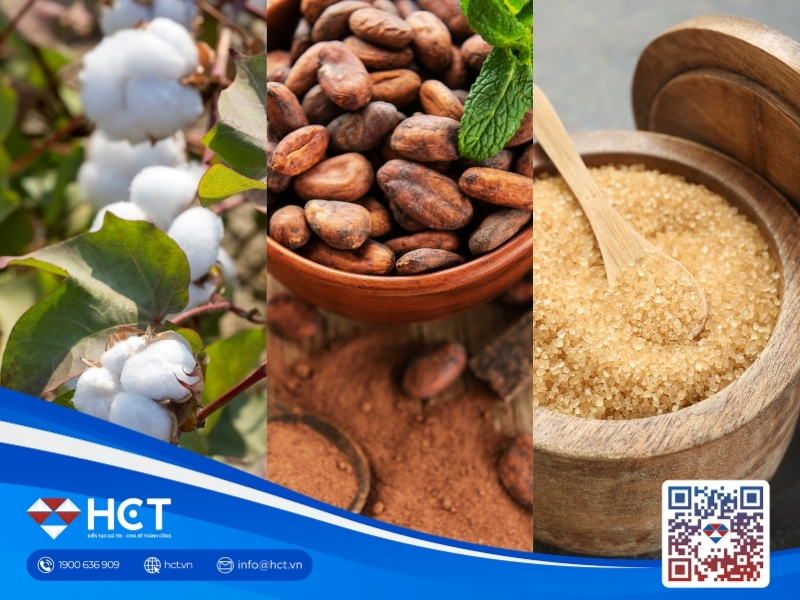 Nguyên liệu 25/8: Bông Mỹ lo khô hạn, Ca cao bước vào vụ mới, Đường thô chịu áp lực