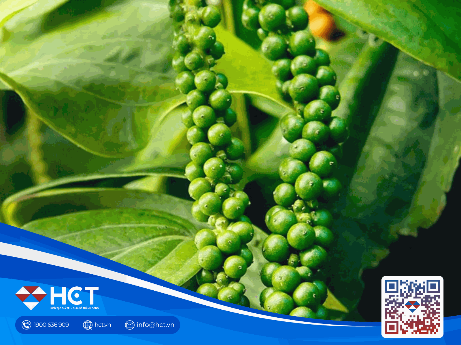 Giá tiêu hôm nay 26/8/2026: Thị trường đi ngang, Đắk Nông duy trì mốc cao nhất 138.500 đồng/kg