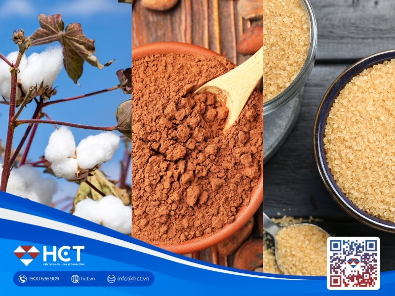 Nguyên liệu 28/8: Bông Mỹ tiếp tục suy giảm, Ca cao siết nguồn cung, Đường thô bứt phá
