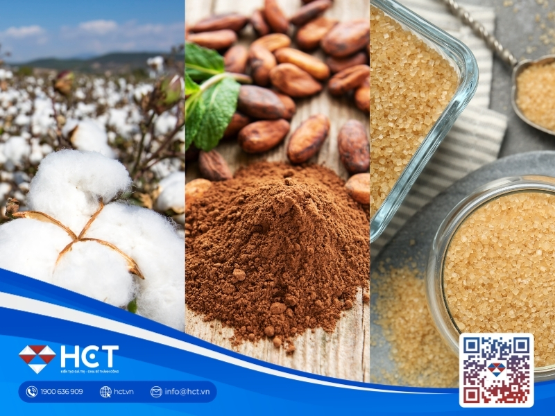 Nguyên liệu 31/8: Bông Mỹ neo trên 91 cent, Ca cao lo dịch bệnh, Đường thô hỗ trợ giá