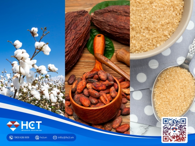 Nguyên liệu 3/9: Bông Mỹ điều chỉnh mạnh, Ca cao thu hẹp thặng dư, Đường thô lo thâm hụt