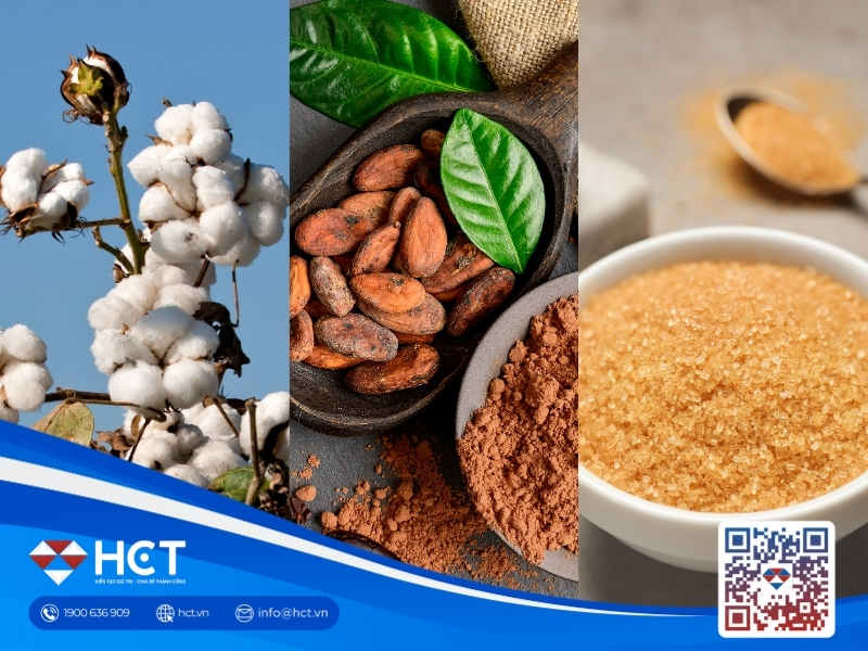 Nguyên liệu 4/9: Bông Mỹ chịu áp lực chốt lời, Ca cao Ghana giảm 18% sản lượng