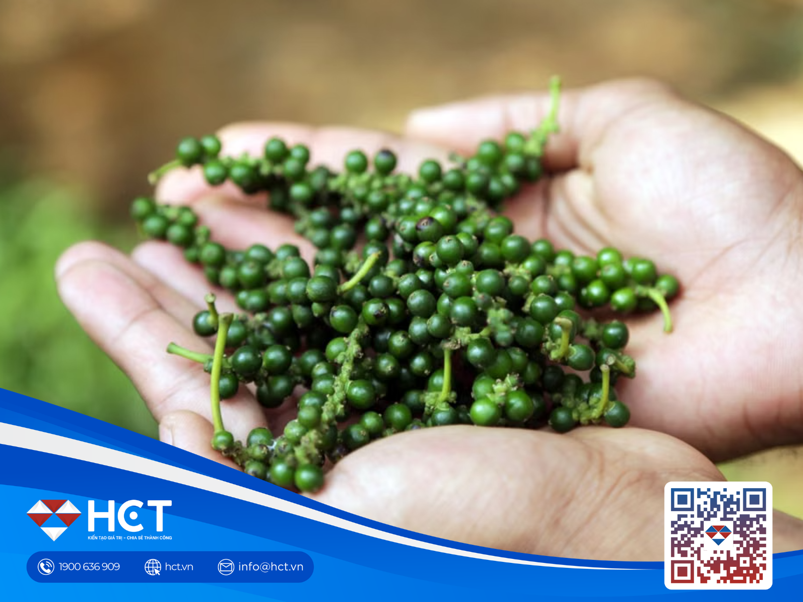 Giá tiêu hôm nay 8/9: Tăng mạnh, Đắk Nông lên 141.000 đồng/kg