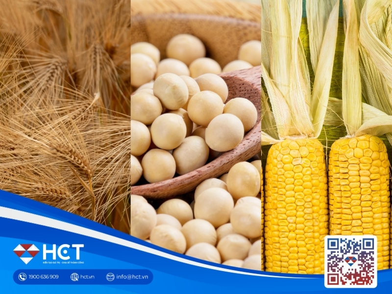Nông sản 9/9: Ngô tăng hỗ trợ năng suất, đậu tương ổn định, lúa mì sụt xuất khẩu