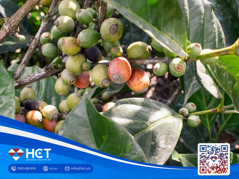 Giá cà phê 17/09: Arabica chịu áp lực khi xuất khẩu Brazil tăng mạnh và thời tiết thuận lợi