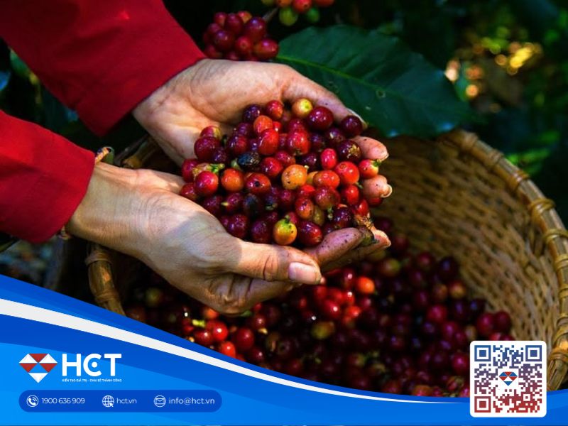 Giá cà phê 21/09: Tồn kho ICE tăng, nguồn cung Brazil và Việt Nam thuận lợi