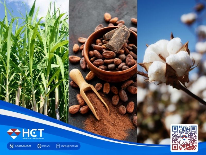 Ngày 23/09: Xuất khẩu bông giảm, ca cao dư cung, đường ảnh hưởng bởi thời tiết