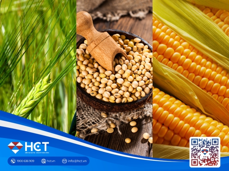 Nông sản 24/9: Thượng đỉnh Mỹ – Trung chi phối đậu tương, lúa mì và ngô chờ tin USDA