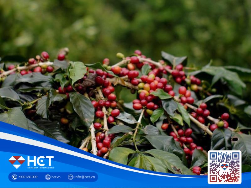 Giá cà phê 24/09: Tồn kho Arabica tăng nhẹ nhưng vẫn ở mức thấp so với cùng kỳ