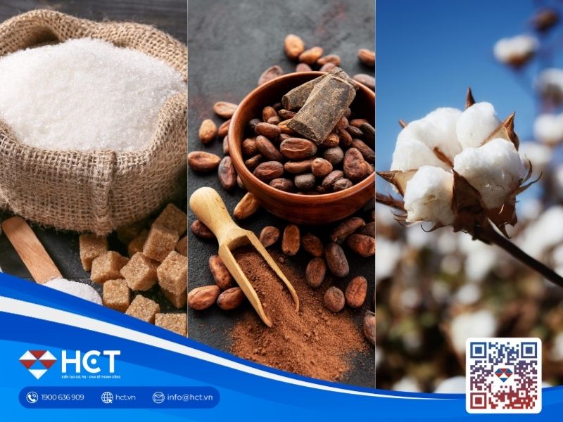 Ngày 25/09: Xuất khẩu bông tăng mạnh, Ghana vào vụ thu hoạch ca cao, đường giảm sản lượng