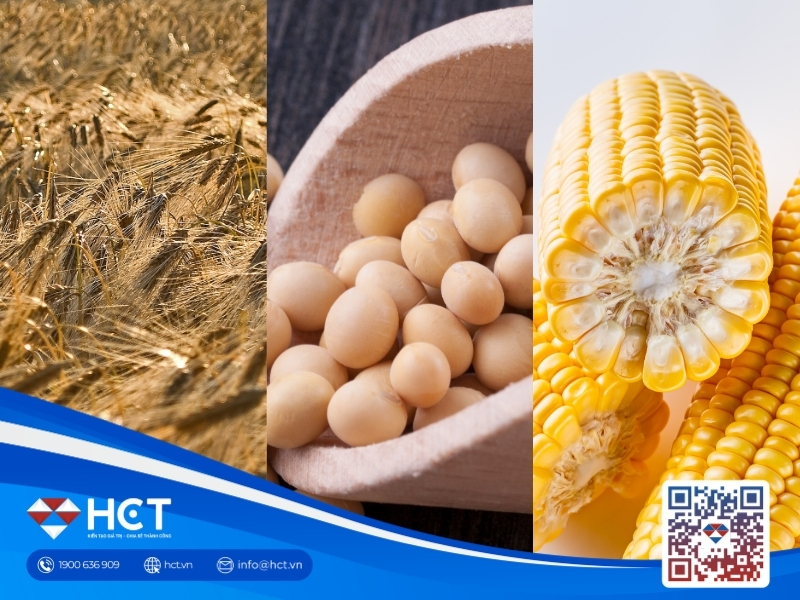 Nông sản 28/9: Lúa mì chờ đàm phán Biển Đen, mưa đe dọa thu hoạch ngô và đậu tương