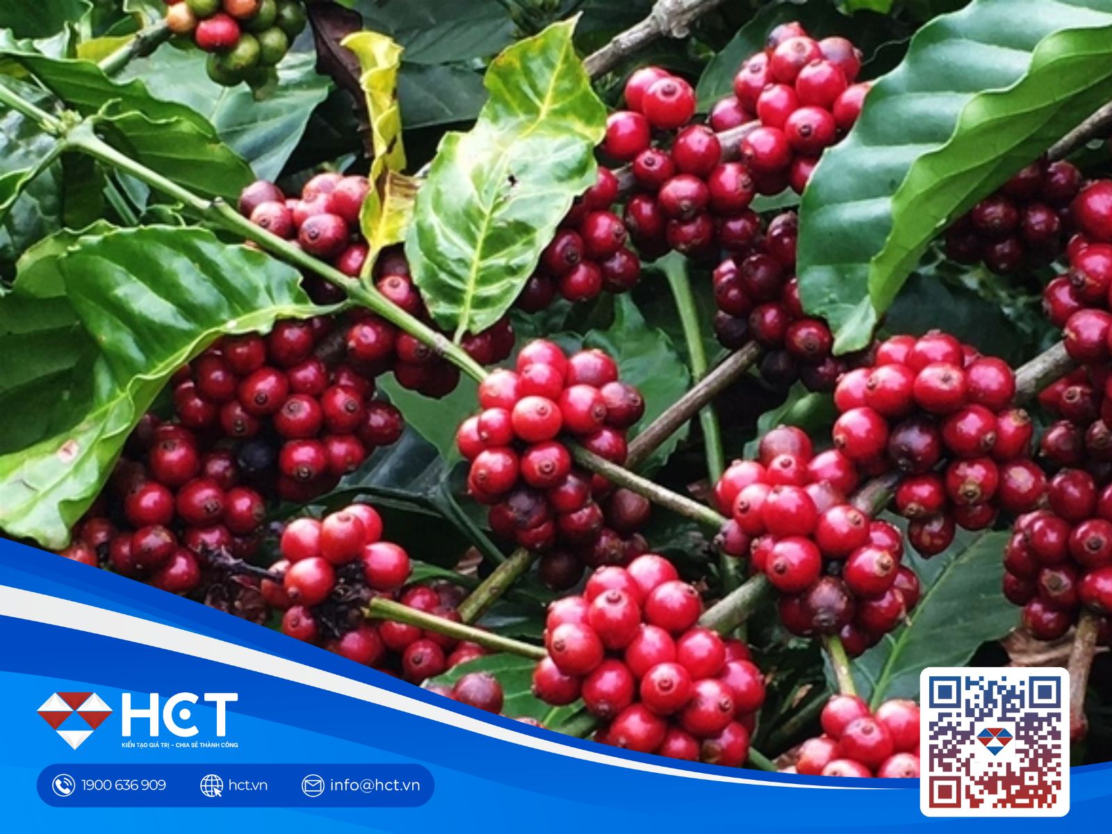 Giá cà phê 30/9: Robusta chịu sức ép từ nguồn cung Brazil, Arabica tìm lực hỗ trợ
