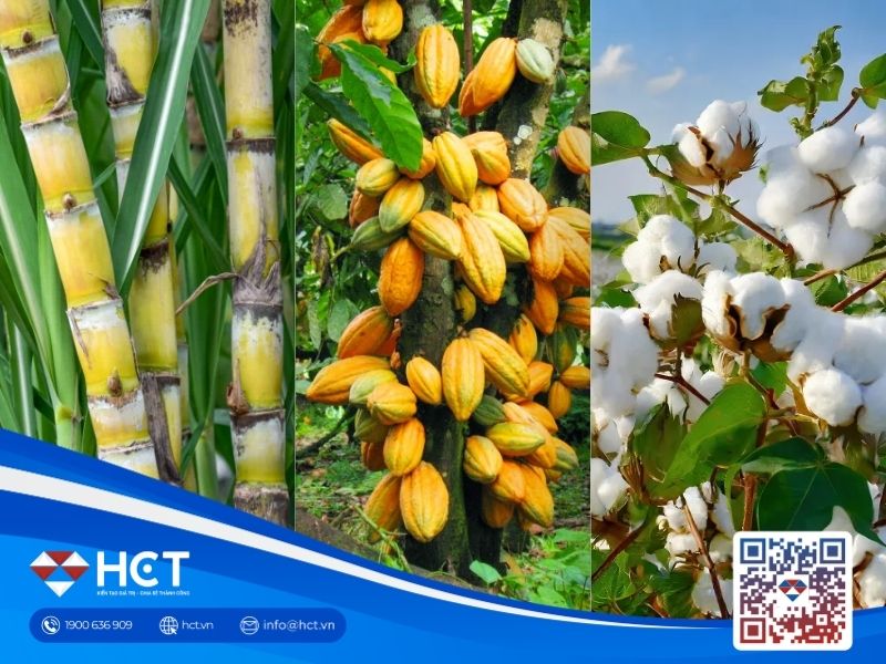 Nguyên liệu công nghiệp 05/10: Bông chịu áp lực, đường tăng kỳ vọng