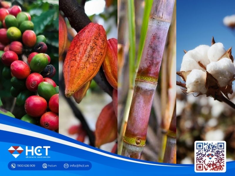 Nguyên liệu công nghiệp 08/10: Brazil dư cung cà phê, mưa đe dọa bông và đường