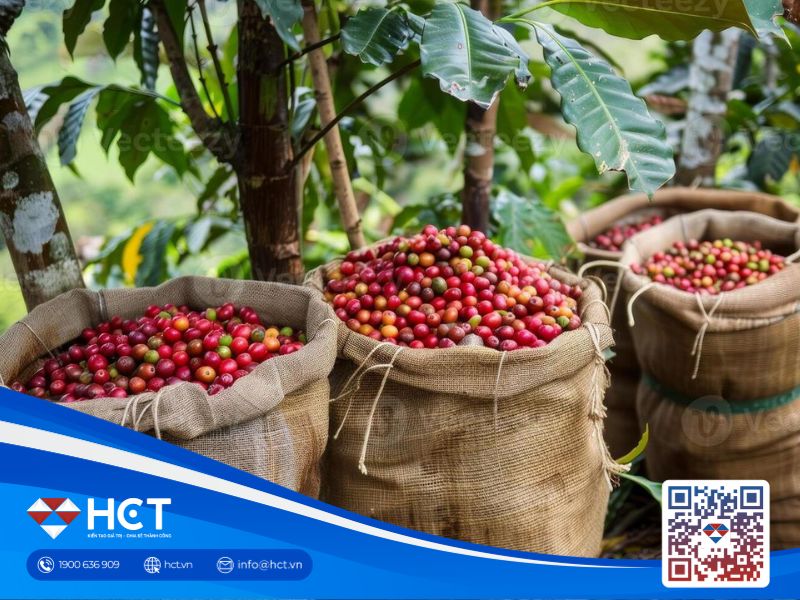 Giá cà phê ngày 16/10 tiếp tục chịu áp lực từ đồng Real, nguồn cung Việt Nam bắt đầu gia tăng
