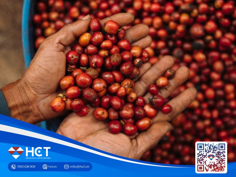 Giá cà phê ngày 20/10 được hỗ trợ bởi đồng real Brazil tăng mạnh và tồn kho Arabica ở mức thấp