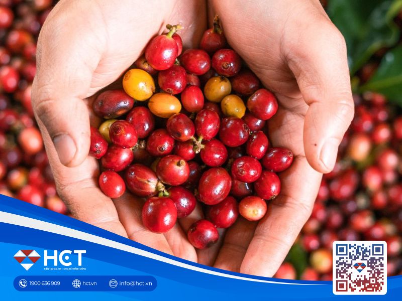 Giá cà phê chịu ngày 23/10 chịu áp lực từ nguồn cung, tốc độ phục hồi tồn kho toàn cầu chậm