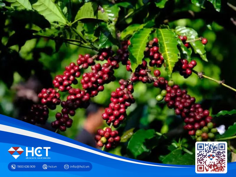 Thị trường cà phê ngày 27/10 chịu áp lực khi đồng real Brazil suy yếu, mưa thuận lợi cho vụ mùa cà phê